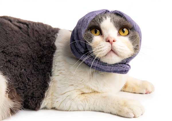 Cat Hematoma Ear Wrap DDFS Soft Breathable Snood for Purple Grey Cats-5