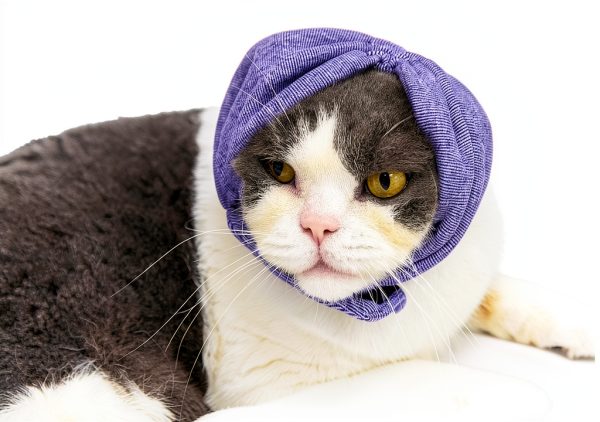 Cat Hematoma Ear Wrap DDFS Soft Breathable Snood for Purple Grey Cats-0