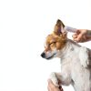 Dog Ear Finger Wipes for Dogs & Cats, Thicker Dog Ear Cat Ear Cleaner Wipes, Dog Ear Infection Relief to Relieve Ear Itching, Remove Ear Wax, Dirt, Smelly - Fresh Green Tea Scent-1