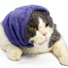 Cat Hematoma Ear Wrap DDFS Soft Breathable Snood for Purple Grey Cats-4