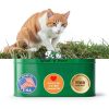 Natural Cat Ear Infection Treatment Olympus Oral Chicken Flavor-5