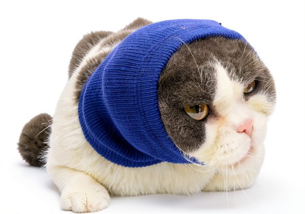 Cat Ear Wrap 2 Pack Anxiety Compression Snood by DDFS Blue Grey Small-5