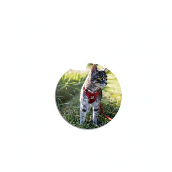 Natural Cat Ear Infection Treatment Olympus Oral Chicken Flavor-2