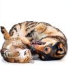Natural Cat Ear Infection Treatment Olympus Oral Chicken Flavor-6