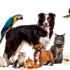 Cat & Dog Ear Cleaner Drops Beloved Pets Yeast Infection Ear Care-5