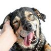Absorbine Silver Honey Ear Care Vet Cleaner for Dogs and Cats-5