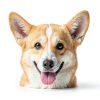 Dog Ear Cleaner Kit by Pjordo Ear Care with Aloe Vera Finger Wipes-7